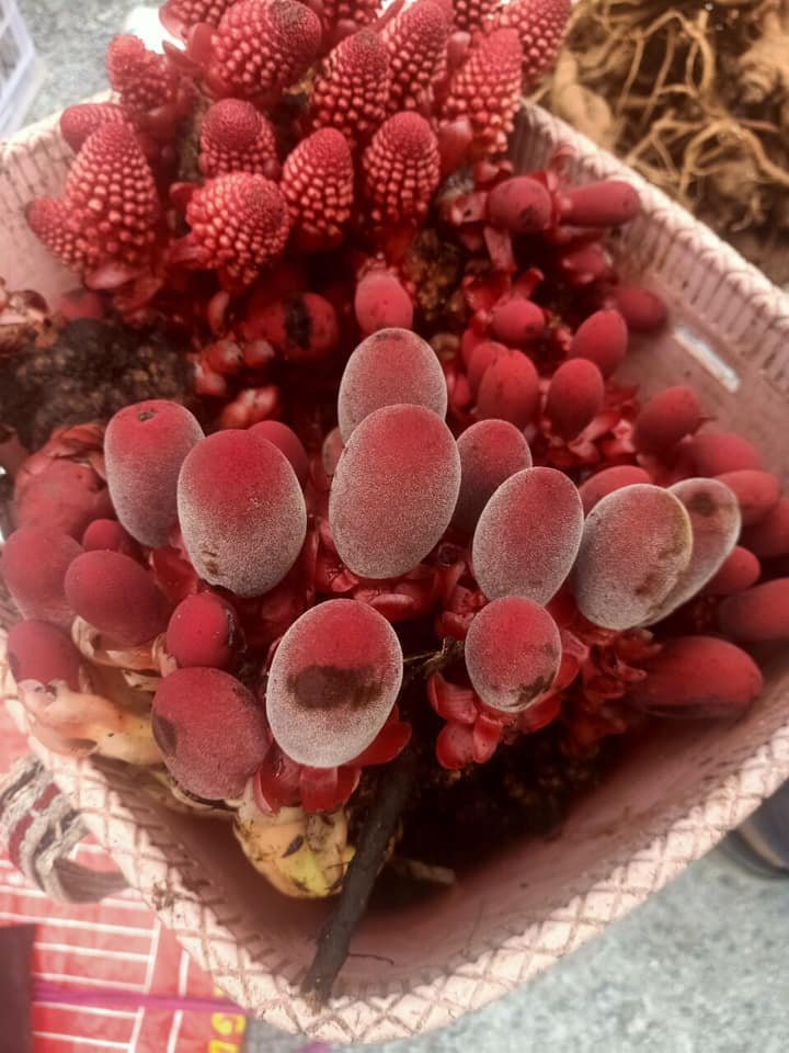 Rượu Nấm Ngọc Cẩu: Bí Quyết Giữ Phong Độ Nam Giới